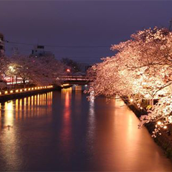 From home of Kyoto Japanese Spring Season ~Sakura~